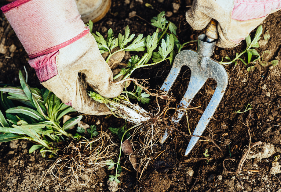 Close-up of gloved hands pulling weeds and loosening soil with a hand cultivator in a garden bed, showing routine garden maintenance and plant care.